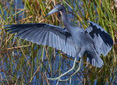 Egretta caerulea