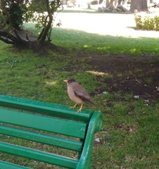 Turdus falcklandii