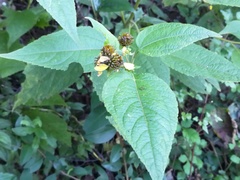 Greenmaniella resinosa