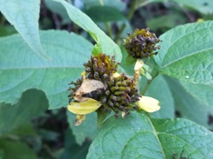 Greenmaniella resinosa