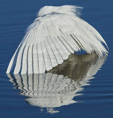 Ardea alba