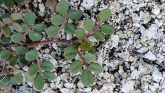 Acmispon maritimus brevivexillus