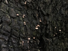 Micromphale arbuticola