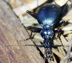 Scaphinotus cristatus