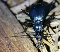 Scaphinotus cristatus