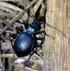 Scaphinotus cristatus