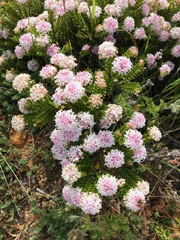 Pimelea ferruginea