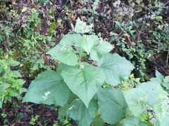 Peteravenia malvifolia