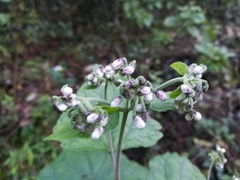 Peteravenia malvifolia