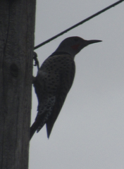 Colaptes auratus
