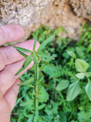 Clarkia epilobioides