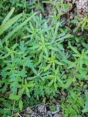 Clarkia epilobioides