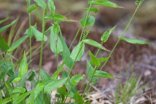 Image of Broad-Leaved Panic Grass (Dichanthelium latifolium) by (c) Owen Strickland, some rights reserved (CC BY)