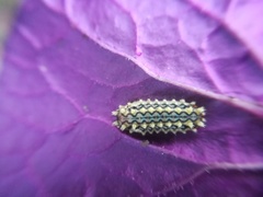 Monoleuca longifascia