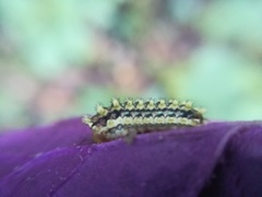 Monoleuca longifascia