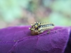 Monoleuca longifascia