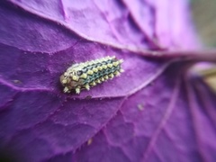 Monoleuca longifascia