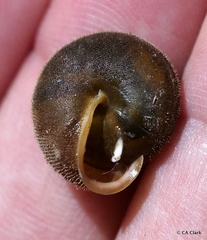 Vespericola armigera