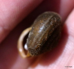 Vespericola armigera