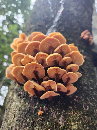 Velvet Foot (Flammulina velutipes)