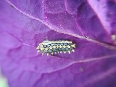 Monoleuca longifascia