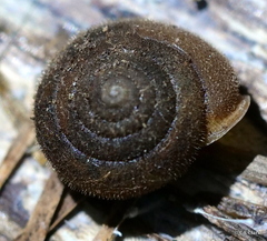 Vespericola armigera