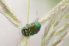 Protaetia marginicollis