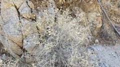 Brickellia frutescens