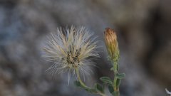 Brickellia frutescens