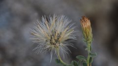 Brickellia frutescens
