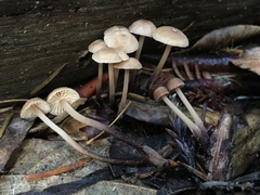 Mycetinis copelandii