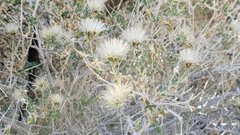 Brickellia frutescens