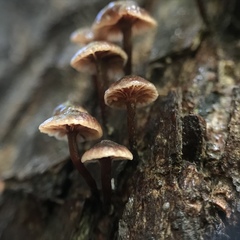 Micromphale arbuticola