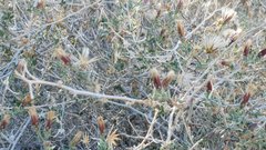 Brickellia frutescens