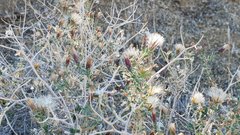Brickellia frutescens