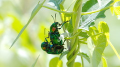 Chrysochares asiaticus