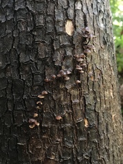 Micromphale arbuticola
