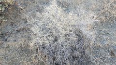 Brickellia frutescens