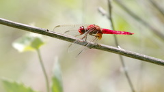 Crocothemis