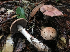 Agaricus arorae