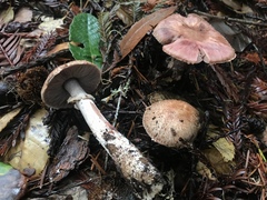 Agaricus arorae