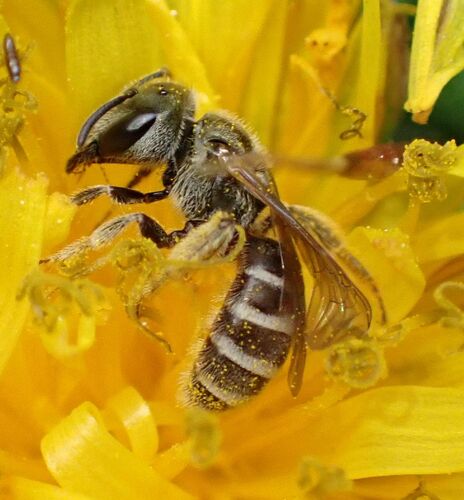 iNaturalist observation photo of Seladonia