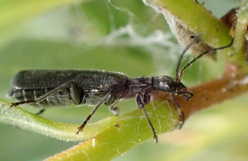 iNaturalist observation photo of Dichelotarsus