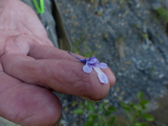 Pinguicula macroceras