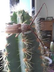 Gnaphalodes trachyderoides