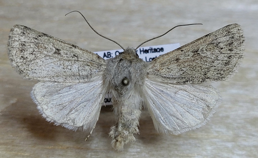 Protogygia elevata