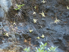 Pinguicula macroceras