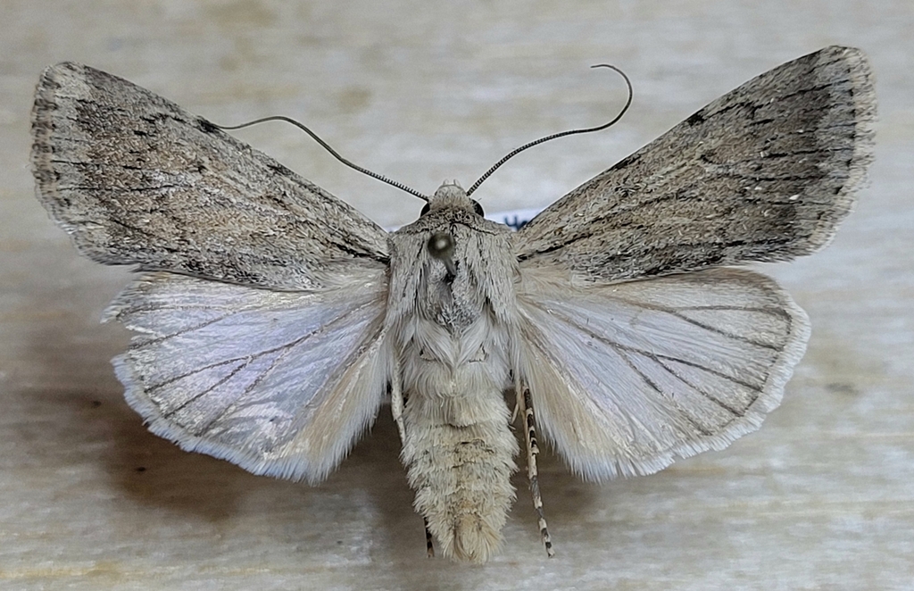 Querula Dart