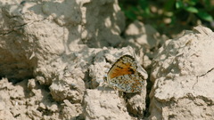 Melitaea sibina