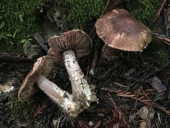 Agaricus arorae